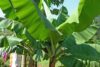 Auch der Bananenanbau hilft, das lebensnotwendige Einkommen zu verbessern (csi)