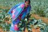 Die überlebenden Opfer von Kandhamal sind unendlich dankbar für die große Unterstützung in der Landwirtschaft (csi)