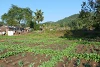 Die fleißigen Dorfbewohner bestellen viermal im Jahr ihre Felder (csi)